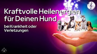 Heilenergien für Hunde 🙌🏼  Immunsystem amp Selbstheilungskräfte stärken  Kranker Hund  Verletzungen [upl. by Dustman]