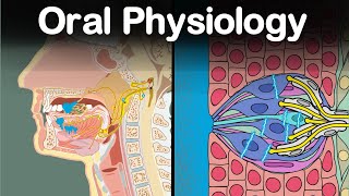 Oral Physiology Mastication Gustation Salivation Deglutition [upl. by Fontes]