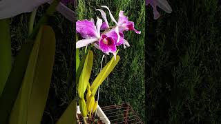 🙆🏼‍♀️ Cattleya purpurata var Striata 🤩 Sensational Fragrant Blooms orchid shorts ninjaorchids [upl. by Klug]