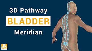 Bladder meridian  3D pathway from point to point [upl. by Annaet]