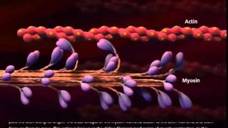 Muscle Contraction Process Molecular Mechanism [upl. by Oznofla]