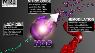 Oxido Nitrico Pré Treinos BCAA e Glutamina [upl. by Tibbitts]