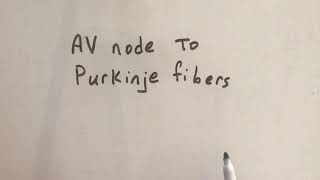 AV node to Purkinje fibers [upl. by Angelico149]