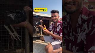 Deworming ho gayi✅ petlover minivlog pigeonvlogger petvlogger chicks aseel murga viralshort [upl. by Collier934]