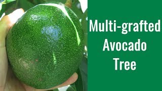 How to Graft Avocado Trees  Multigrafted Avocado [upl. by Trescott280]