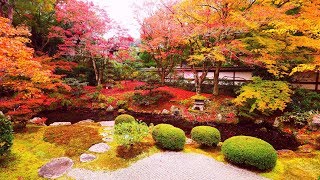 JG☆☆☆☆ 4K HDR 京都 御寺 泉涌寺の紅葉重文名勝 KyotoSennyuji in AutumnCultural PropertyScenic Beauty [upl. by Avek]