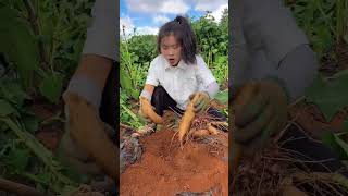 How is natural yacon fruit cultivation in rural areas yacon agriculture shorts [upl. by Admama]