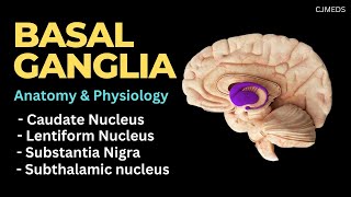 Basal Ganglia Basal Nuclei  Caudate Nucleus  Lentiform Nucleus  Anatomy and Physiology [upl. by Niven]