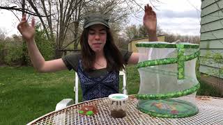 Moving chrysalises from caterpillar cup to butterfly net [upl. by Breban]