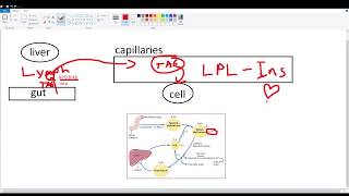 Chylomicron Metabolism [upl. by Anrym]