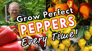 Grow Perfect Peppers Every Time 🌶 [upl. by Tilney]