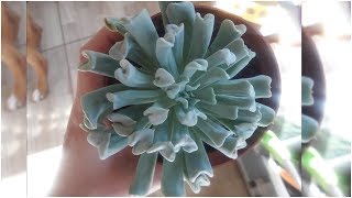 Echeveria Runyonii Topsy Turvy Decapitação [upl. by Itsuj]