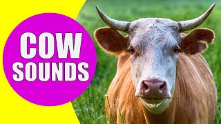 COW SOUNDS  Learn Animals with Kiddopedia Shorts [upl. by Rosmunda]