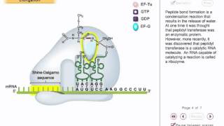 Translation Animation 2  translation elongation in prokaryotes [upl. by Gillman621]