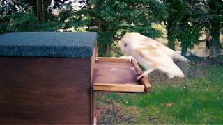 Barn Owls find new owl box nest [upl. by Parnell958]