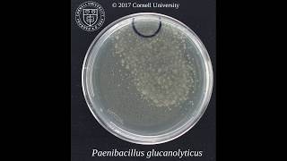 Paenibacillus glucanolyticus motile microcolonies [upl. by Eulalia202]