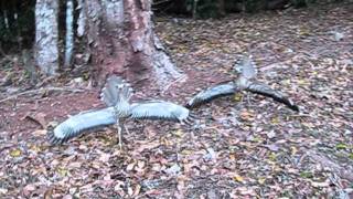 Curlews in Breeding Season [upl. by Diannne]