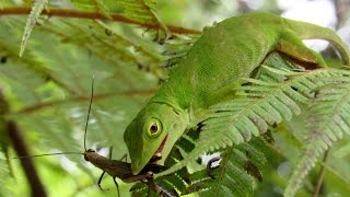 Neotropical green anole Anolis biporcatus hunting grasshopper Copiocera specularis [upl. by Ahseeyt445]