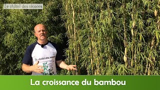 La croissance du bambou [upl. by Fotzsyzrk]