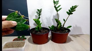 How to grow ZZ Plant from single Leaf very easy  Zanzibar Gem [upl. by Mroz]