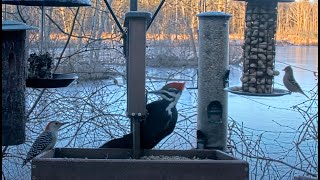 Female Pileated Woodpecker Joins Early Birds At The Feeder In Ithaca New York – Feb 6 2024 [upl. by Kendry]