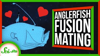 How Anglerfishes Become One With Their Partners [upl. by Mauro]