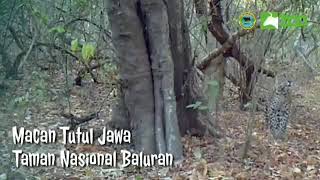 Kamera Trap  Macan Tutul Jawa di Taman Nasional BALURAN [upl. by Yduj]