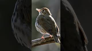 Ovenbird Seiurus aurocapilla [upl. by Eelirol]