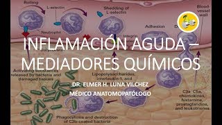 INFLAMACIÓN AGUDA – MEDIADORES QUÍMICOS  Dr Elmer Luna Vilchez [upl. by Enos756]