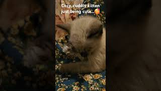 Adorable Cuddly Kitten playing and taking a bath🥰cuteshorts cat kittenpets relaxing nature [upl. by Anait796]