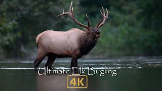 Natures Best Sounds  Elk Bugling in 4k [upl. by Nnaecarg]