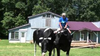 Kaleigh Hamel on Teaching Cattle to Ride [upl. by Ehudd]