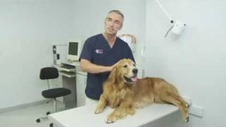 Osteoarthritis in dogs [upl. by Bevus231]