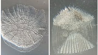 Identifying characters of Cycloid amp Ctenoid scales [upl. by Rawdan456]