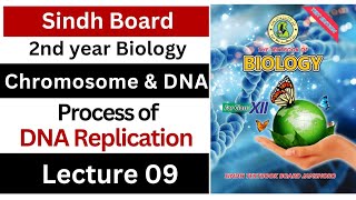 process of DNA replication  chromosome and DNA  class 12 biology Sindh board [upl. by Enerehs]