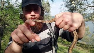 YILAN ISIRMASI   Leopar Yılanı Ev Yılanı  Zamenis situla  European Ratsnake Leopard Snake [upl. by Yentuoc]