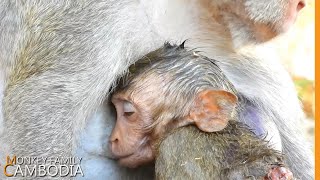 New Update On Jannas Condition Janna Monkey Janes Family [upl. by Steffane]