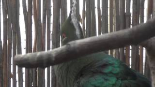 Livingstones Turaco sings [upl. by Reifel]