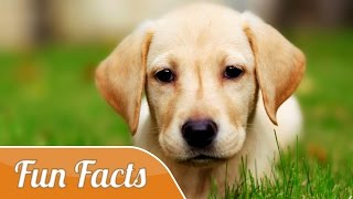 10 Fun Facts About Dogs [upl. by Itida]