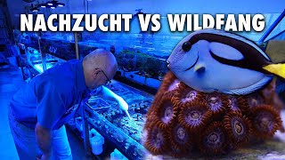 Nachzucht vs Wildfang  Das ist meine Meinung [upl. by Lynda783]