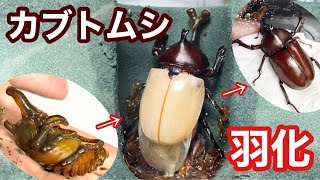 カブトムシ 羽化の瞬間 蛹が成虫になるまで観察してみた【クワガタ飼育】 [upl. by Atalante646]