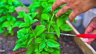 3 Tips to Prune Basil to Increase Production [upl. by Luba]