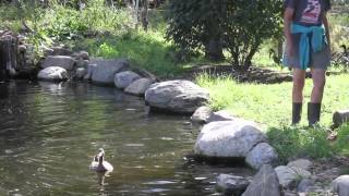 Neglected Ducks Get Their First Swim [upl. by Ahsikyw581]