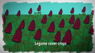 What is Sustainable Agriculture Episode 2 Cover Crops and Soil Health [upl. by Maice]