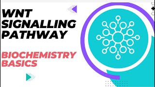 Understanding the Wnt Signaling Pathway  Biochemistry Basics [upl. by Anigroeg755]