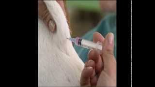 Dog injected by a vet [upl. by Laehpar]