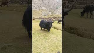 A beautiful black Yak [upl. by Nosredneh]