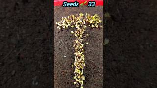 Mustard বীজ রোপন করার পর T আকার ধারণ করেছে seedsplants33 grow reels tiktok garden home short [upl. by Cyrano46]