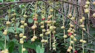 Alchornea cordifolia Plant Video Nature Free Stock Video Free for use amp download 3 [upl. by Ramej]