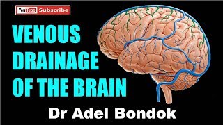 USMLE® Step 1 Neuroscience Development of CNS Animation [upl. by Akimaj]